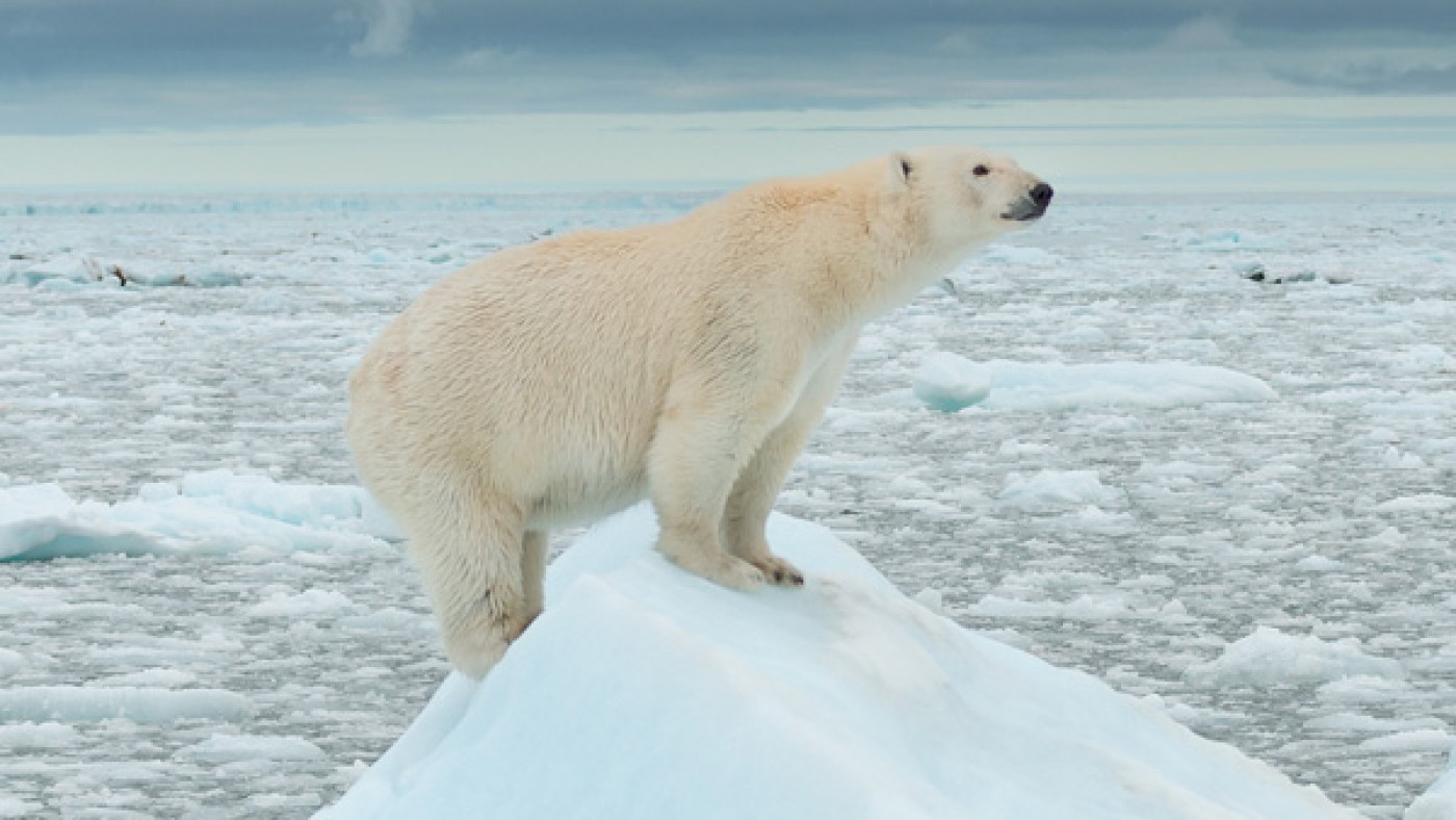 Der WWF will die
weltweite Naturzerstörung stoppen und eine Zukunft gestalten, in der Mensch und Natur in Einklang miteinander leben.Eisbär;
©WWF; Richard Barret