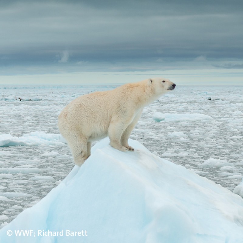 Der WWF will die weltweite Naturzerstörung stoppen und eine Zukunft gestalten, in der Mensch und Natur in Einklang
                                             miteinander leben.Eisbär; ©WWF; Richard Barret