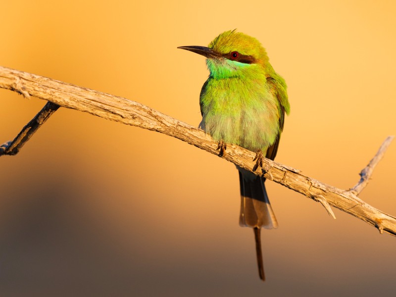 Smaragdspint © Leander Khil