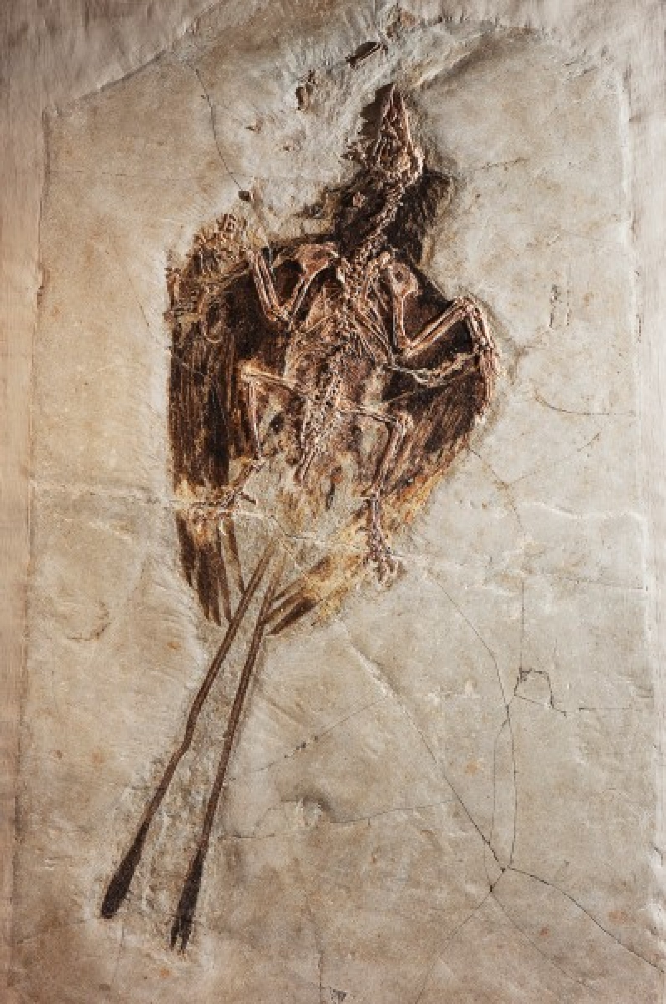 : Urvogel