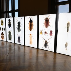 : Large-format images by Udo Schmidt reveal the beauty of pests © NHM Vienna, Chloe Potter