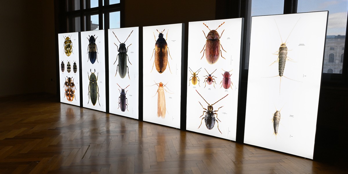 Großformatige Bilder von Udo Schmidt zeigen die Schönheit der Schädlinge
© NHM Wien, Chloe Potter