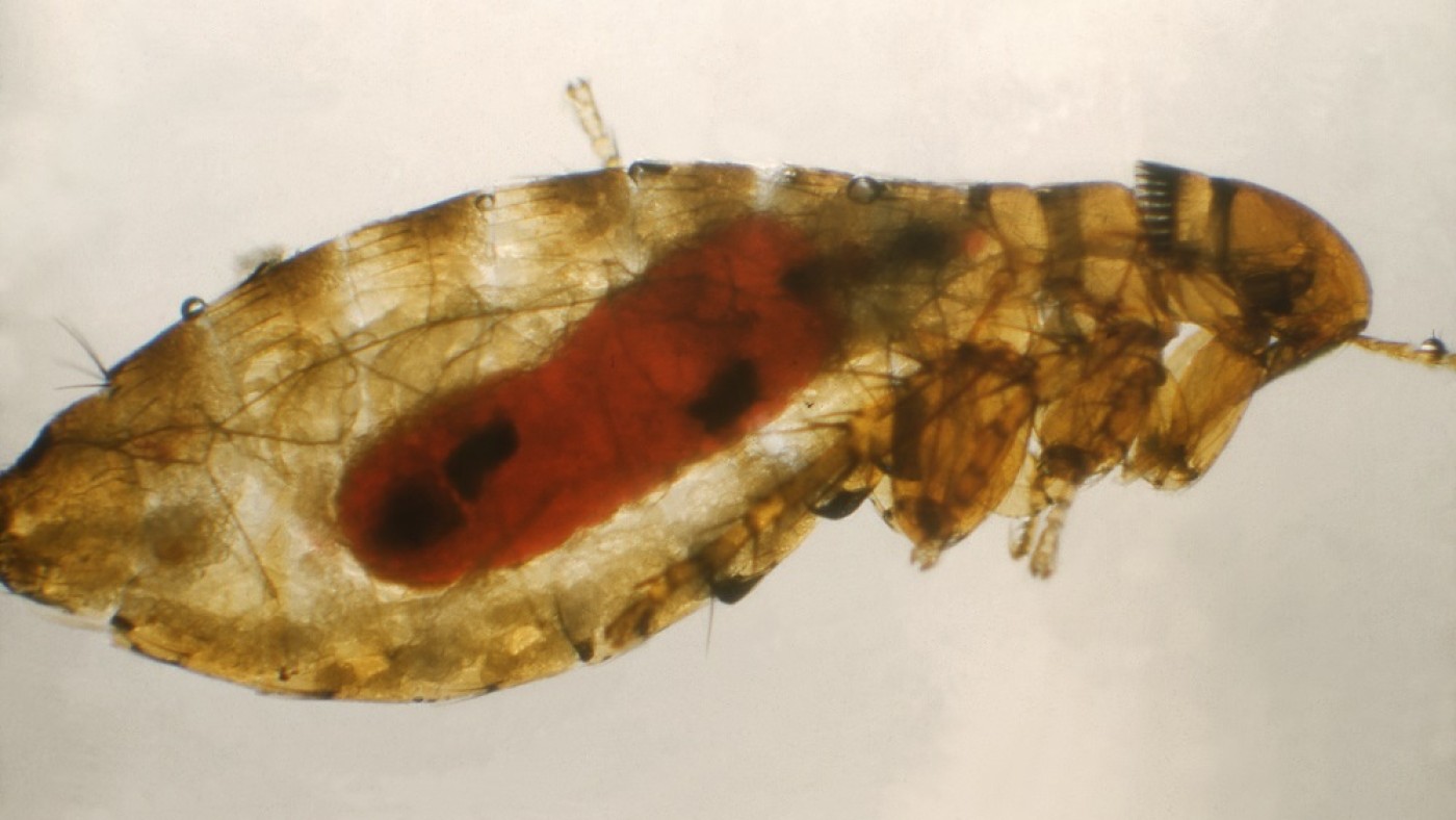 Pestfloh Pestinfizierter Rattenfloh | © Public Health Library (PHIL)