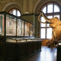 : (C) NHM-Wien/Rittmannsperger