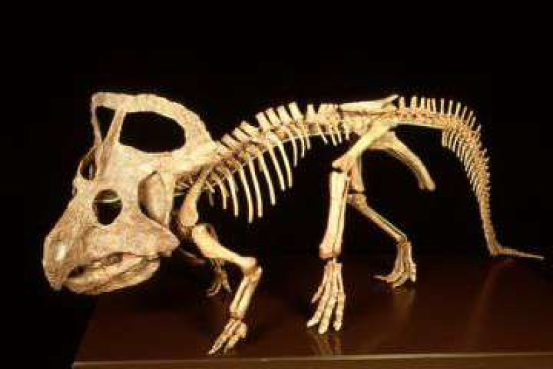 Protoceratops andrewsi, Mongolei, Jüngere Kreide, 80 Millionen Jahre,m Kleiner Horn-Dinosaurier. Große Tiere erreichten 3 m Länge