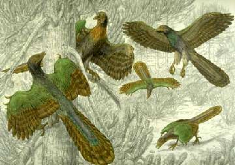 Archaeopteryx lithographica, Archaeopteryx aus den Solnhofner Plattenkalken ist mit 140 Millionen Jahren der älteste aller bekannten Urvögel. Federkleid und Flügel kennzeichnen ihn als Vogel. Zähne, das Becken und der knöcherne Schwanz belegen die Verwandtschaft mit den Dinosauriern. Das für den aktiven Flügelschlag nötige Brustbein fehlte. Archaeopteryx war daher ein Gleitflieger. 
