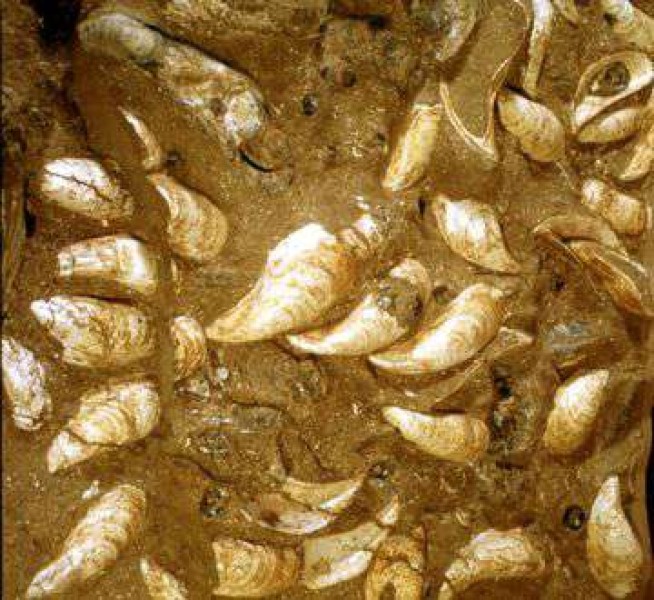Crenomytilus haidingeri, Teiritzberg bei Korneuburg, Österreich, Riesenmiesmuscheln aus einer fossilen Austernbank.