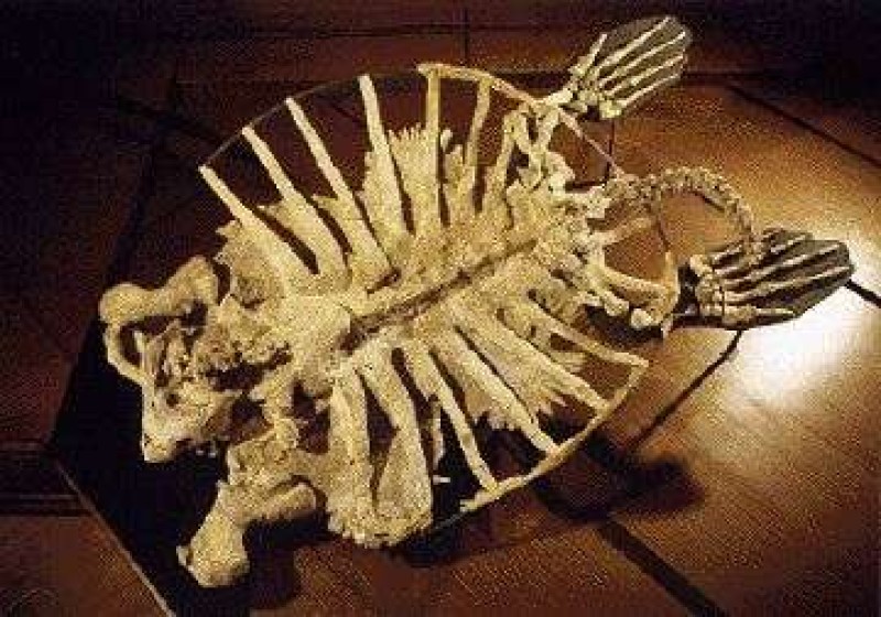 Archelon ischyros, Kansas, USA, Jüngere Kreide, 80 Millionen Jahre, Mit 4,5 Metern Länge das größte bekannte Schildkrötenskelett. Die Tiere lebten im Meer. 