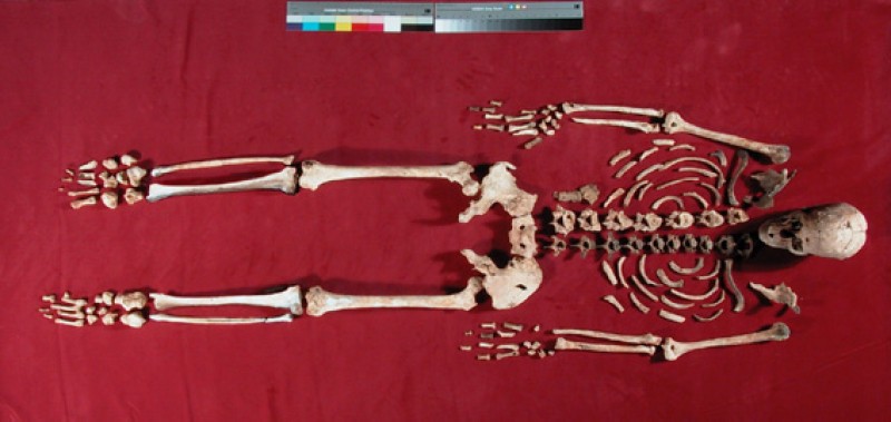 präpariertes Skelett teilweise mit Knochenergänzungen für eine Ausstellung