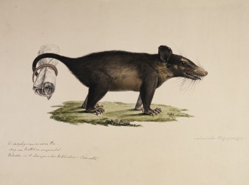 Michael Sandler, „Didelphis cancrivora“ (Beutelratte), kolorierte Lithografie, nach 1819