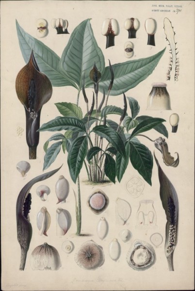 Zomicarpa steigeriana, Heinrich Wilhelm Schott, gemalt von Wenzel Liepoldt