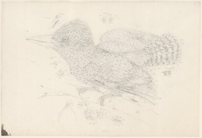 Kookaburra drawing made by Ferdinand Lukas Bauer during the Flinders Expedition to Australia