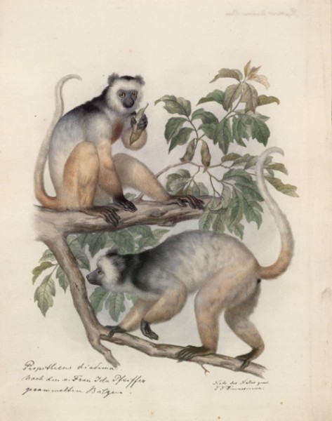 Diademed Sifaka, collected by Ida Pfeiffer and painted by Theodor F. Zimmermann
