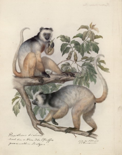 Diadem Sifaka, gesammelt von Ida Pfeiffer gemalt von Theodor F. Zimmermann