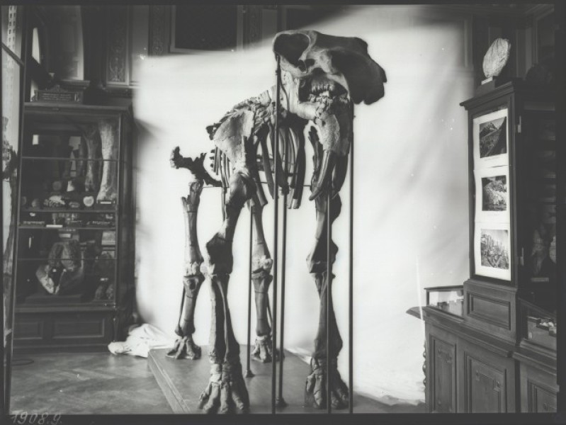 Dinotherium in the exhibition of the K.k. Naturhistorischen Hofmuseum