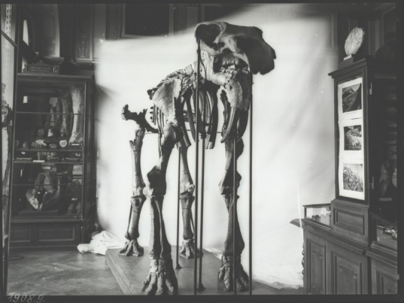 Dinotherium im Schausaal des K.k. Naturhistorischen Hofmuseums