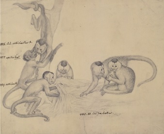 Johann Natterer, Kapuzinerartige Neuweltaffen, Bleistiftzeichnung, vor 1836