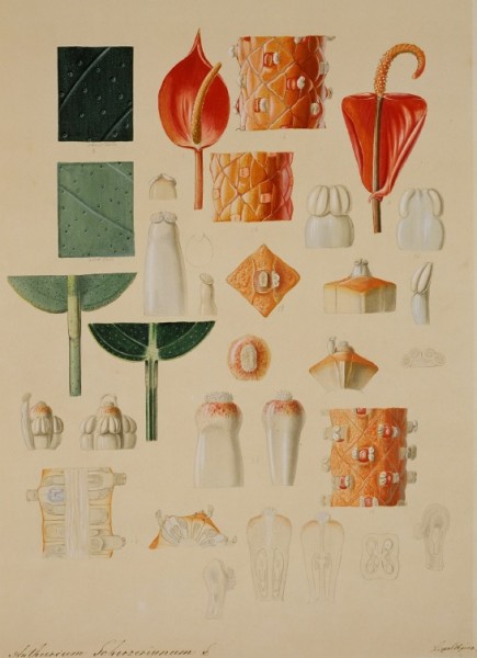 Wenzel Liepoldt, Details of “Anthurium Scherzerianum“, Gouache, around 1860