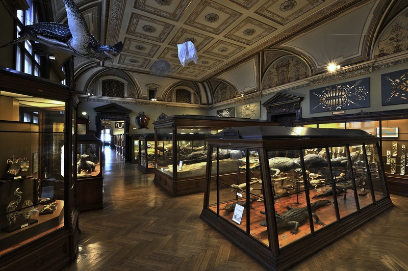 Herpetological Collection,  room XXVIII (2013)