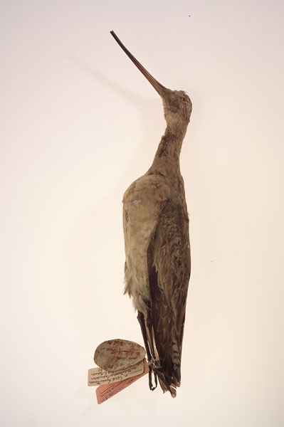 Holotype of the Bartailed-Godwit Limosa baueri NAUMANN, 1836. Photo: A. Schumacher