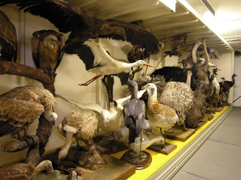 Ein Blick in den Tiefspeicher des Naturhistorischen Museums/Vogelsammlung. Foto: H.-M. Berg 