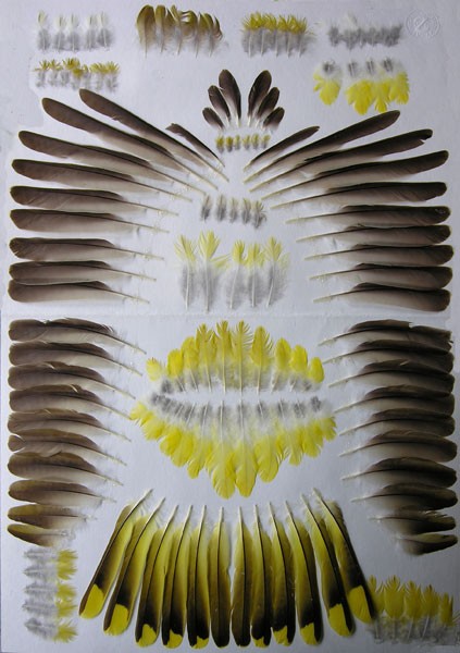 Example from the feather collection (Golden Oriole Oriolus oriolus). Photo: H.-M. Berg