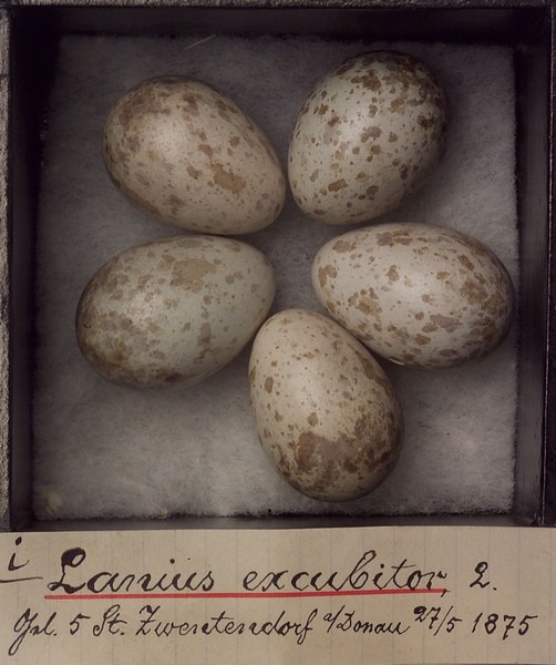 Gelege des Raubwürger (Lanius excubitor) coll. H. FOURNES, Zwentendorf, NÖ, 1875. Foto: A. Schumacher