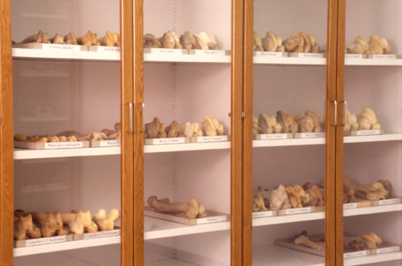 Osteological reference collection