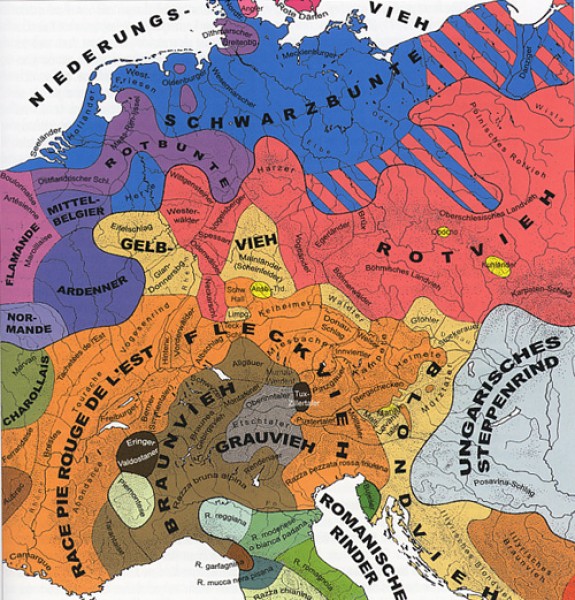 Local cattle breeds of Central Europe during the first half of the 19th cent.