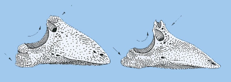 Pedal bone (phalanx 3) of italic cattle (left) and of local cattle. Observe the distinctive shape differences despite the approximately similar size.