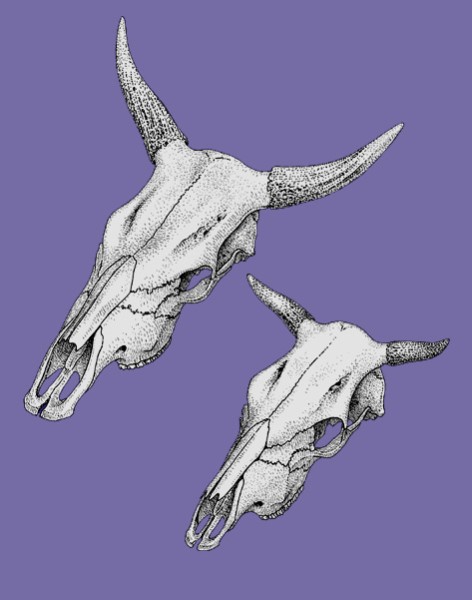 Skull of imported italic cow (above) and skull of Germanic cow (below) in the same scale (Drawing: E. Pucher).