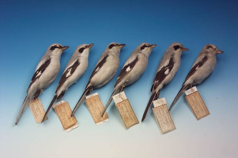 Raubwürger (Lanius excubitor), Balgserie (Hallein 1879-1883), coll. et präp. V. v. TSCHUSI., Foto: A. Schumacher