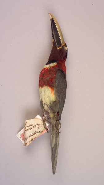 Holotype of the Western Red-necked Arassari (Pteroglossus Sturmii NATTERER, 1842). Photo: A. Schumacher