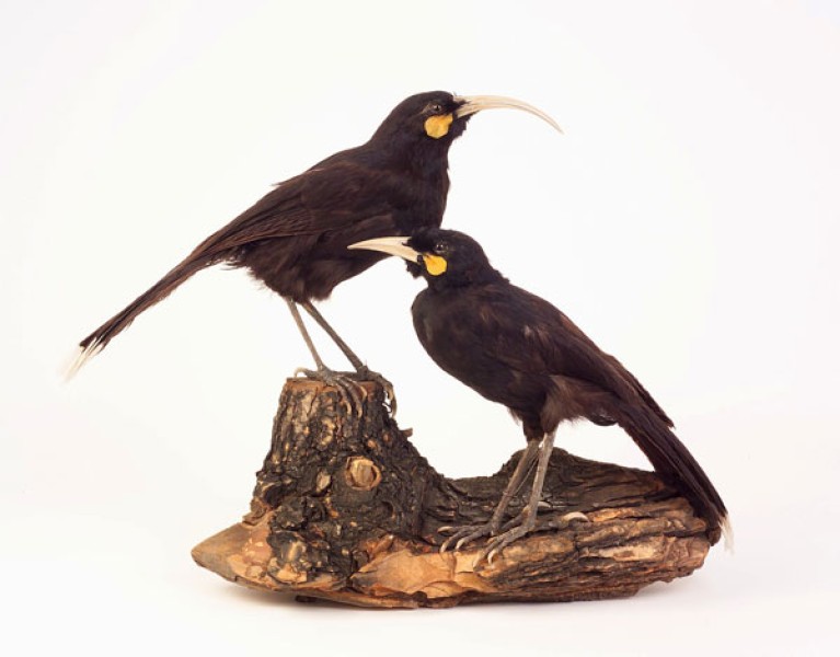 Huia (Heteralocha acutirostris) from New Zealand, extinct c. 1907. Photo: A. Schumacher