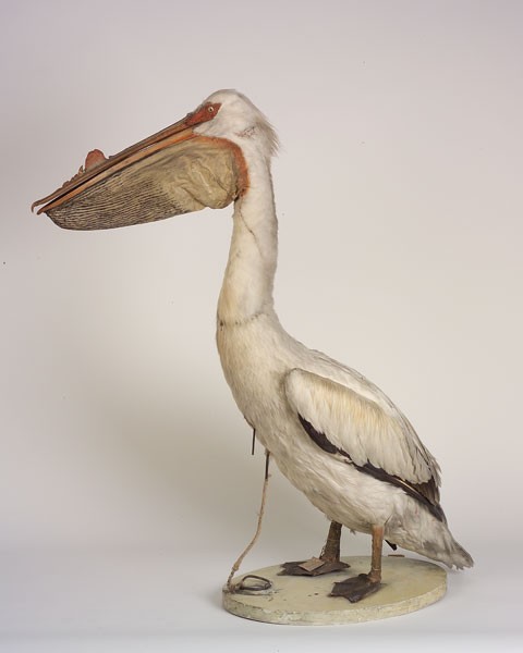 Nashornpelikan (Pelecanus erythrorhynchos), ehemals Museum Leverianum, vor 1806. Foto: A. Schumacher