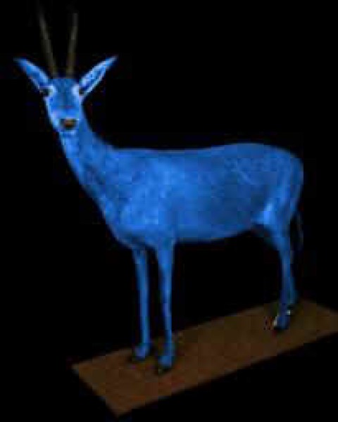Bluebuck, Hippotragus leucophaeus, South Africa. Believed to be the first African mammal species to become extinct in modern times (around 1800). The Vienna bluebuck is the only female of the four remaining mounted specimens worldwide.