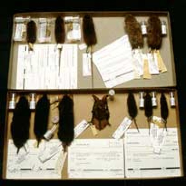Stuffed hides, skulls/skeletons of small mammals together with their file cards.