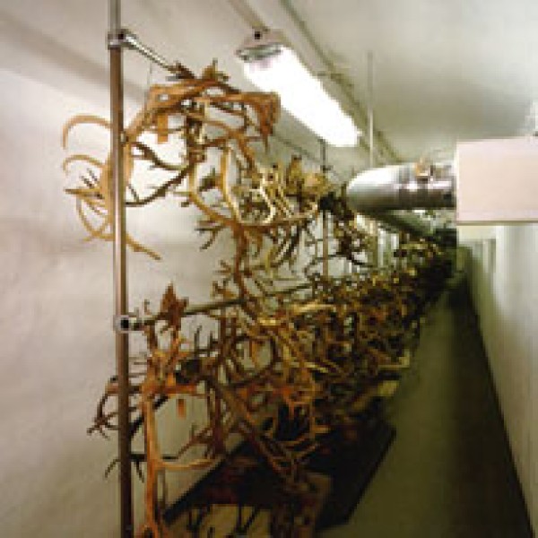  Antler collection.