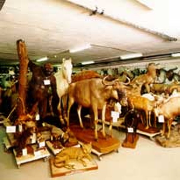 Mounted specimens in our air-conditioned storage room in the basement.